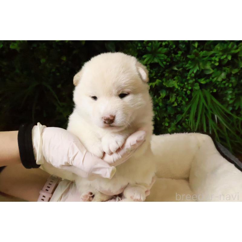 販売中の北海道の柴犬-441185の4枚目