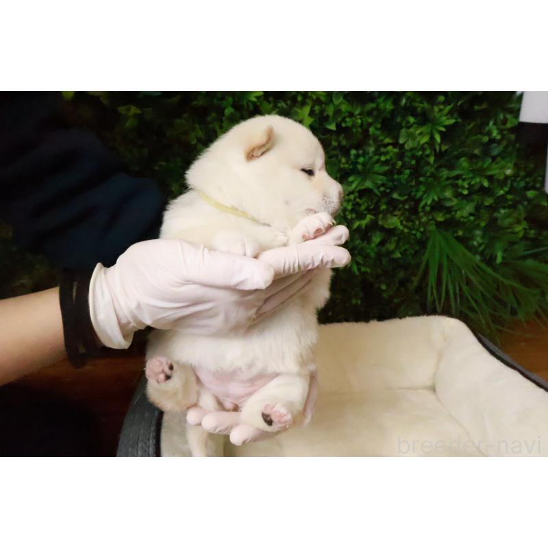 販売中の北海道の柴犬-441185の3枚目