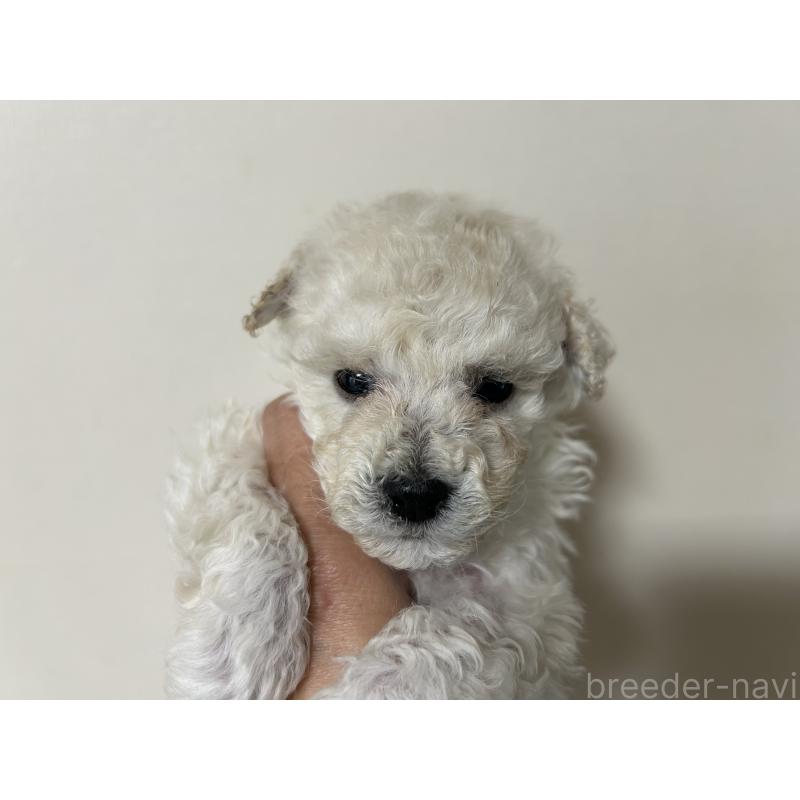 販売中の広島県のトイプードル-441186の3枚目