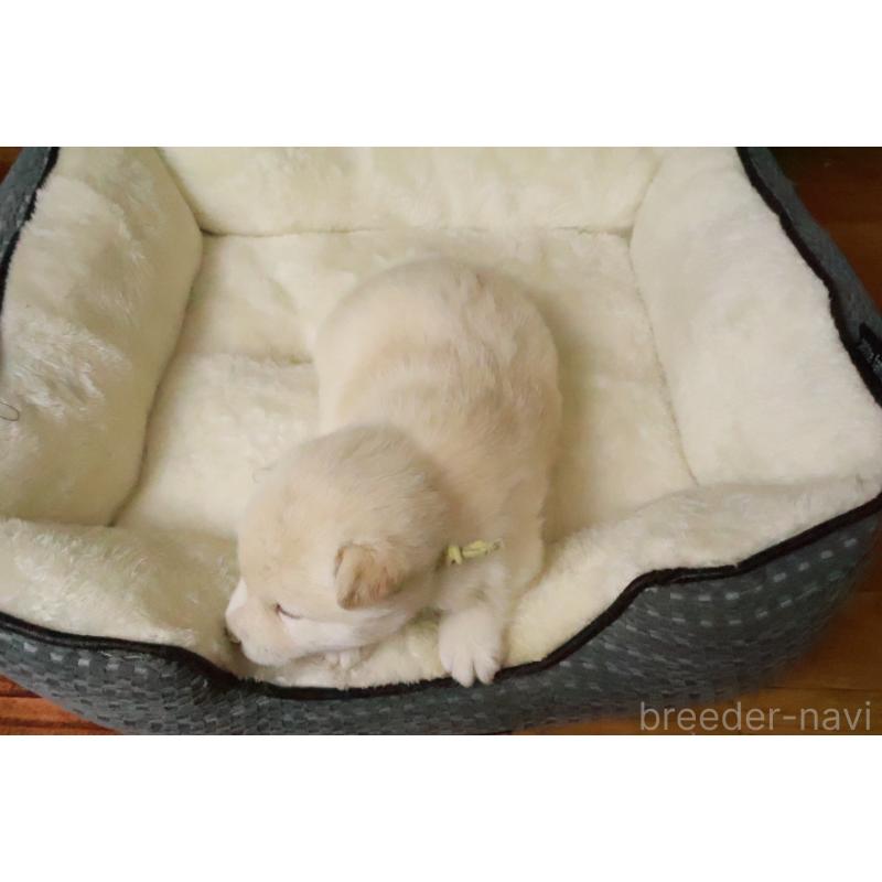 販売中の北海道の柴犬-441185の2枚目