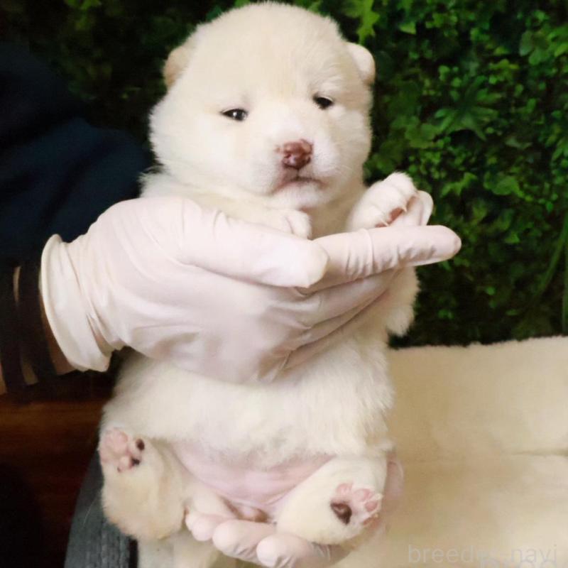 販売中の北海道の柴犬-441185