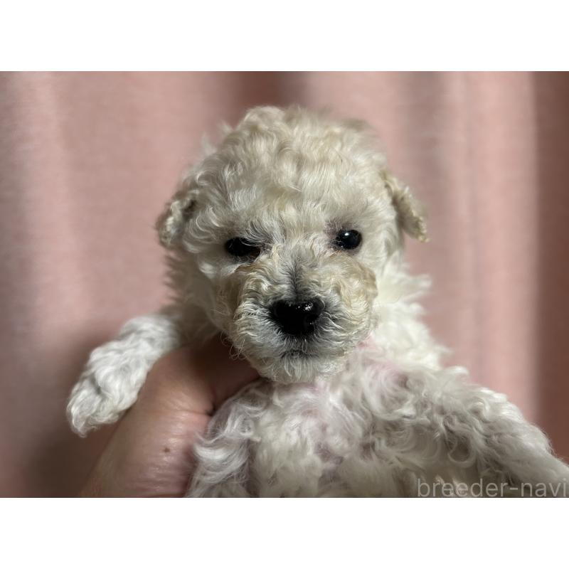 販売中の広島県のトイプードル-441186の2枚目