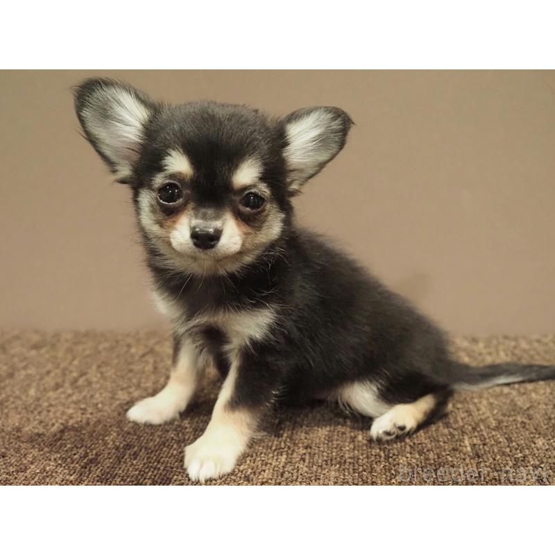 販売中の愛知県のチワワ(ロングコート)-433304の6枚目