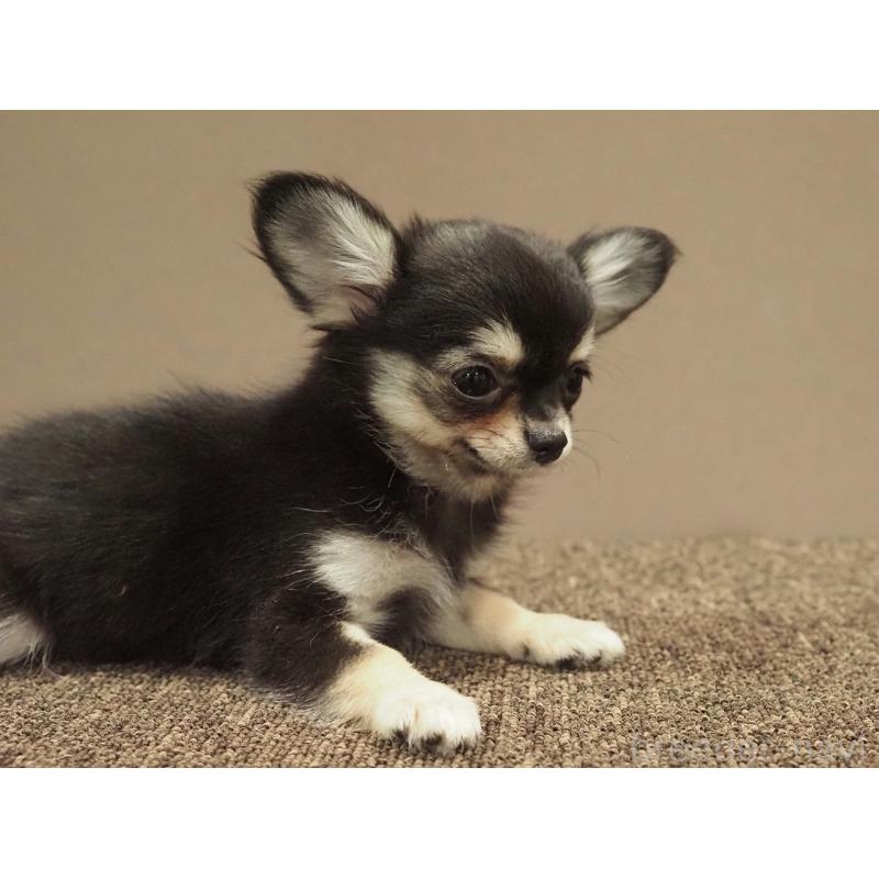 販売中の愛知県のチワワ(ロングコート)-433304の5枚目