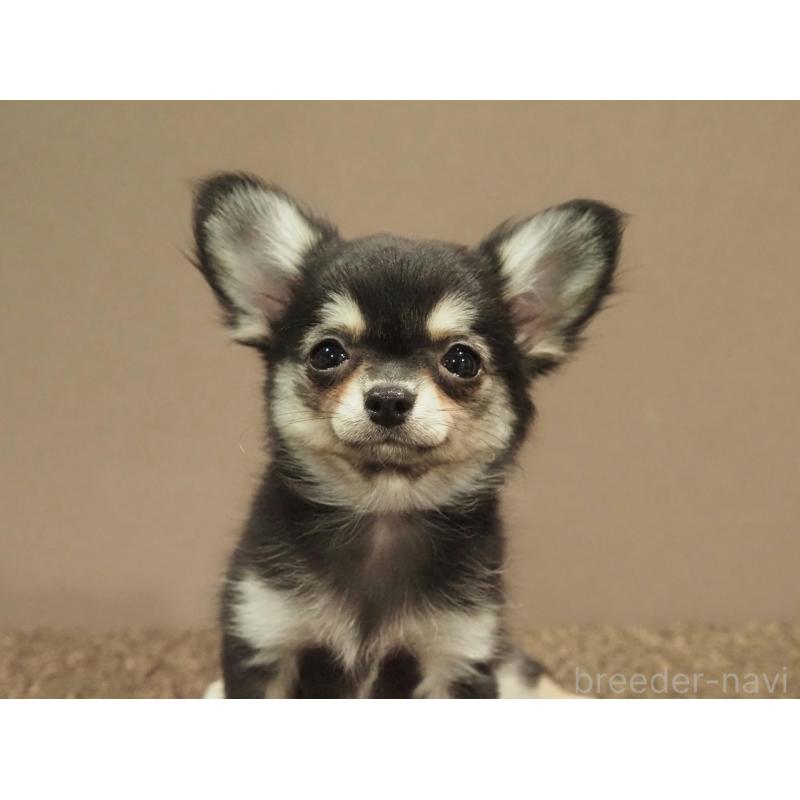 販売中の愛知県のチワワ(ロングコート)-433304の4枚目