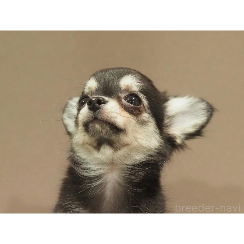 販売中の愛知県のチワワ(ロングコート)-433304の3枚目