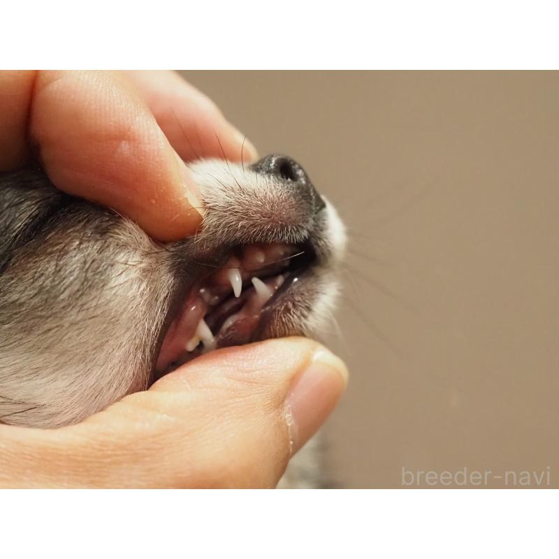 販売中の愛知県のチワワ(ロングコート)-433304の2枚目