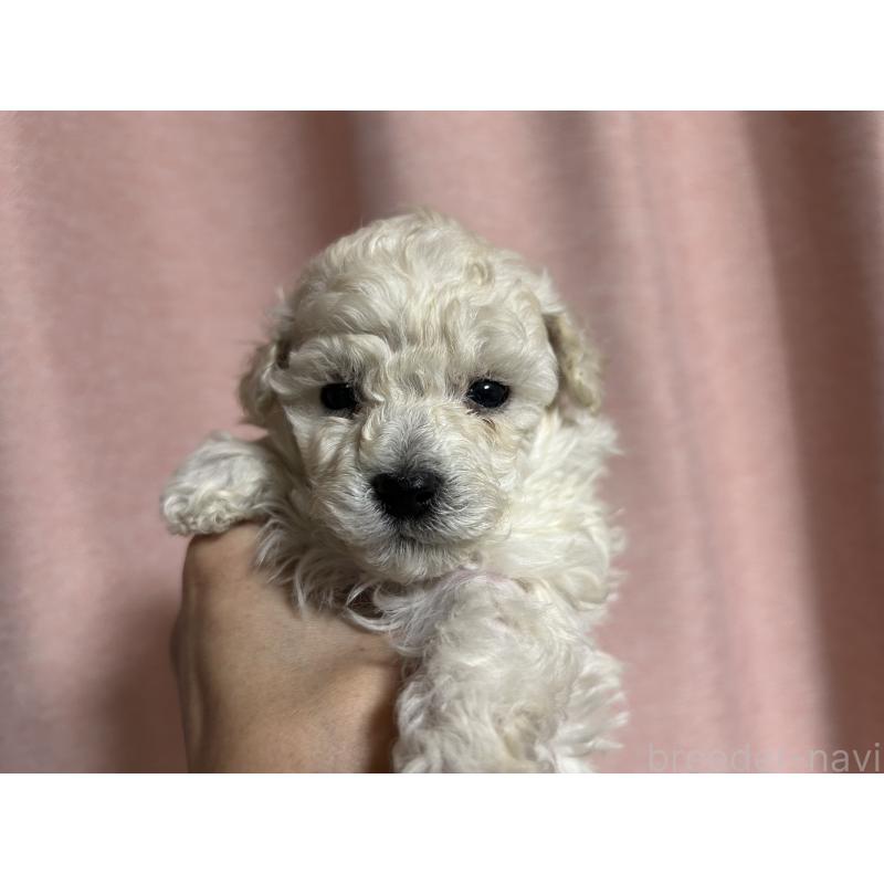 販売中の広島県のトイプードル-441187の4枚目