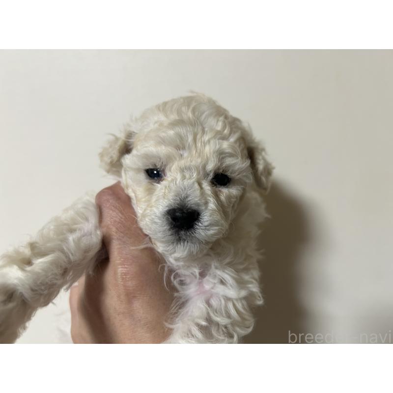 販売中の広島県のトイプードル-441187の3枚目