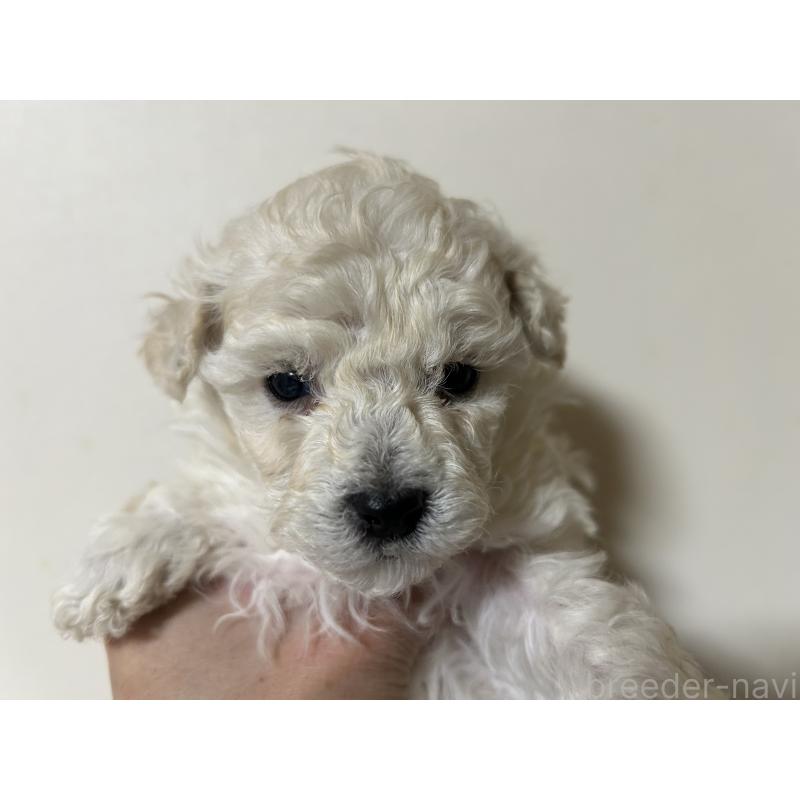 販売中の広島県のトイプードル-441187の2枚目