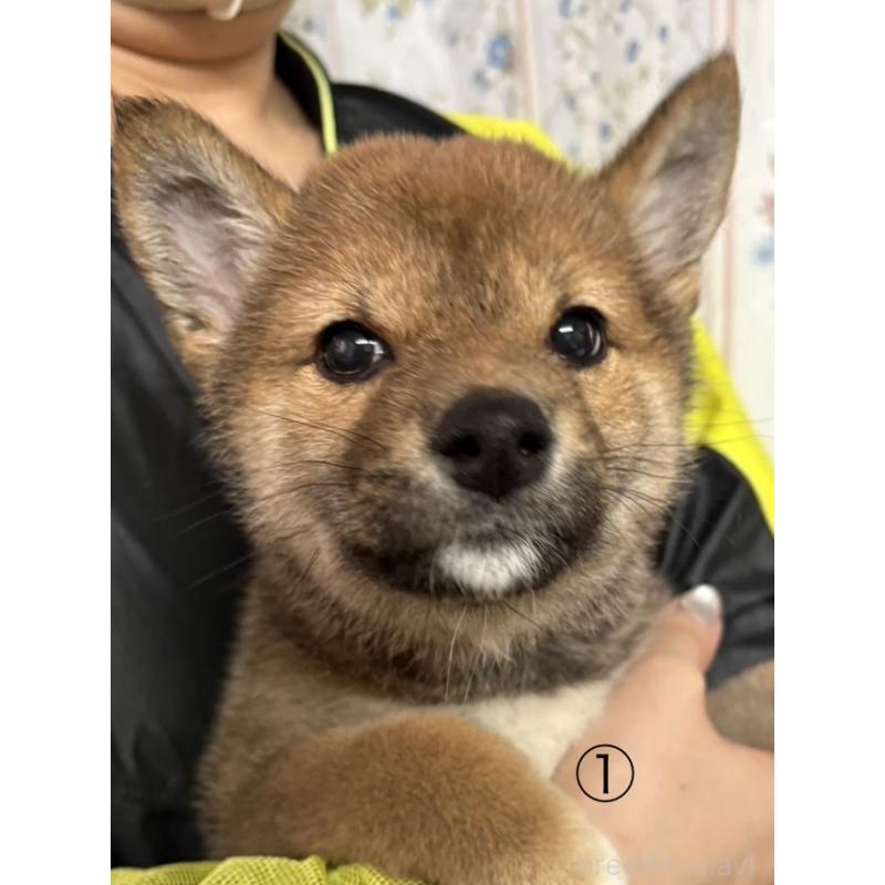 販売中の愛知県の柴犬-430894の11枚目