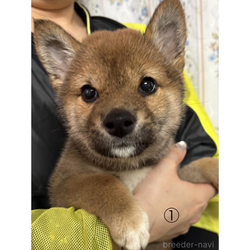 販売中の愛知県の柴犬-430894