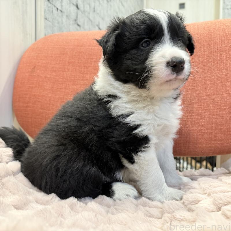 販売中の大分県のボーダーコリー-441191の3枚目