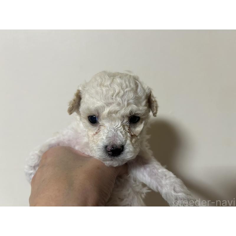 販売中の広島県のタイニープードル-441188の4枚目