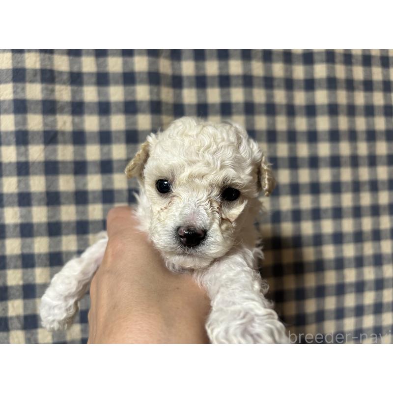 販売中の広島県のタイニープードル-441188の3枚目