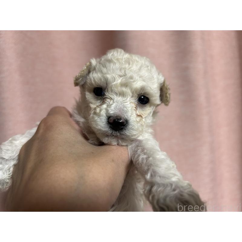 販売中の広島県のタイニープードル-441188の2枚目