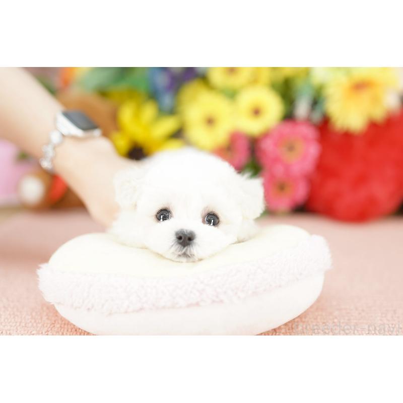 販売中の埼玉県のビションフリーゼ-441189の2枚目