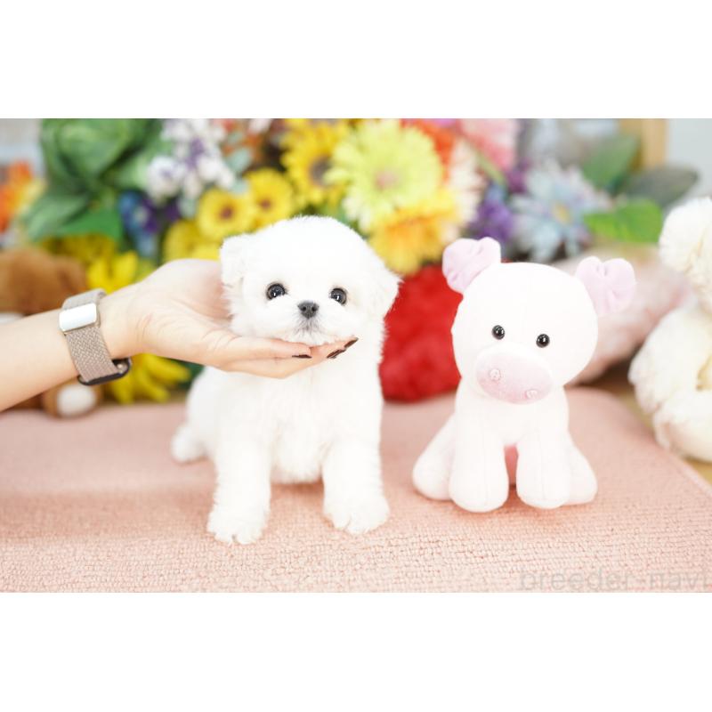 商談中の埼玉県のビションフリーゼ-441190の5枚目