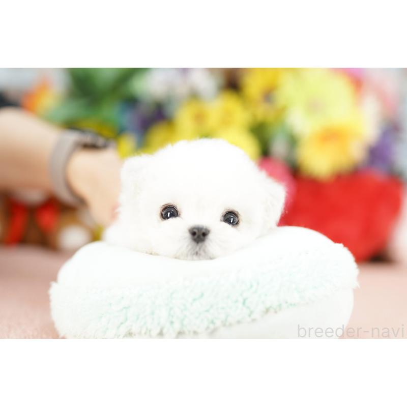 商談中の埼玉県のビションフリーゼ-441190の4枚目