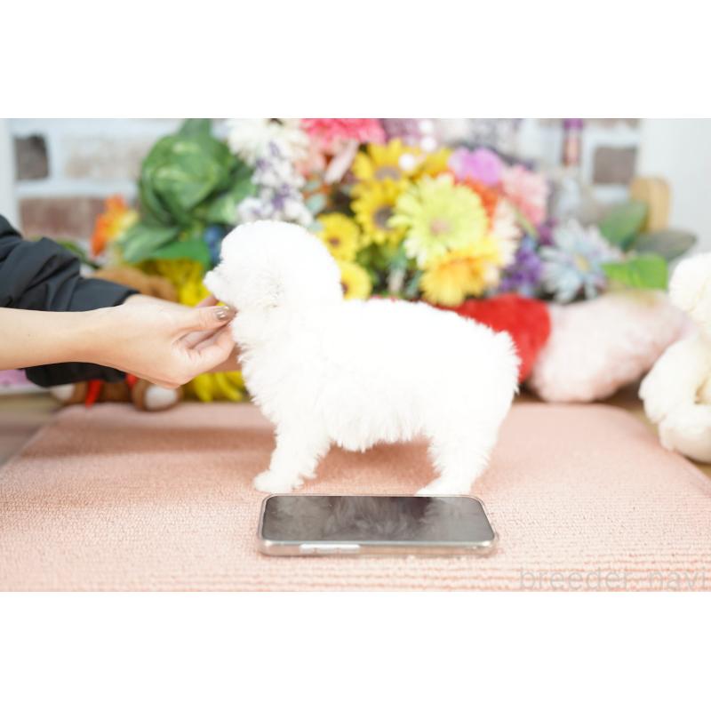 商談中の埼玉県のビションフリーゼ-441190の3枚目