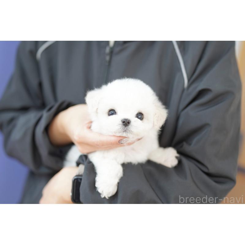 商談中の埼玉県のビションフリーゼ-441190の2枚目