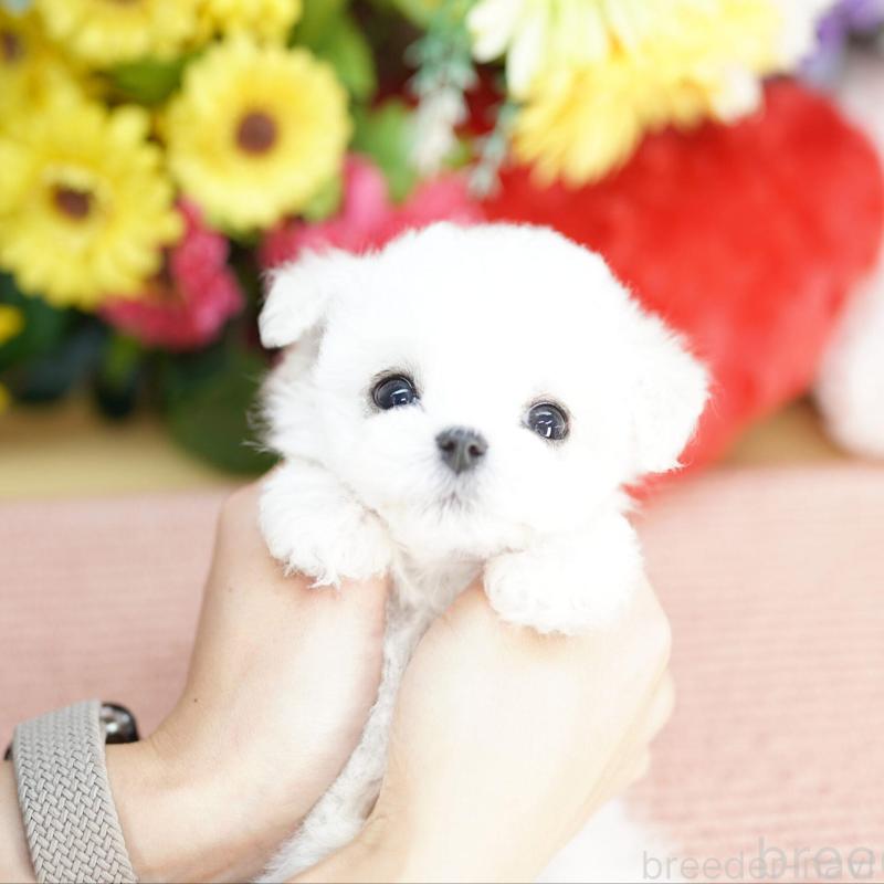 商談中の埼玉県のビションフリーゼ-441190の1枚目