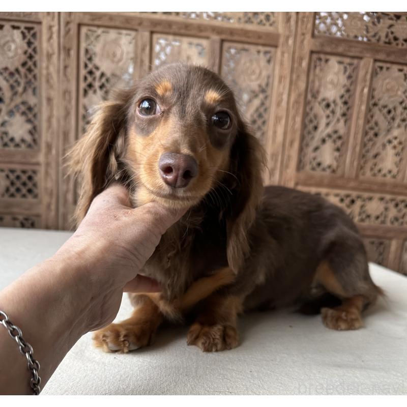 販売中の宮崎県のミニチュアダックスフンド(ロングヘアード)-402927の1枚目