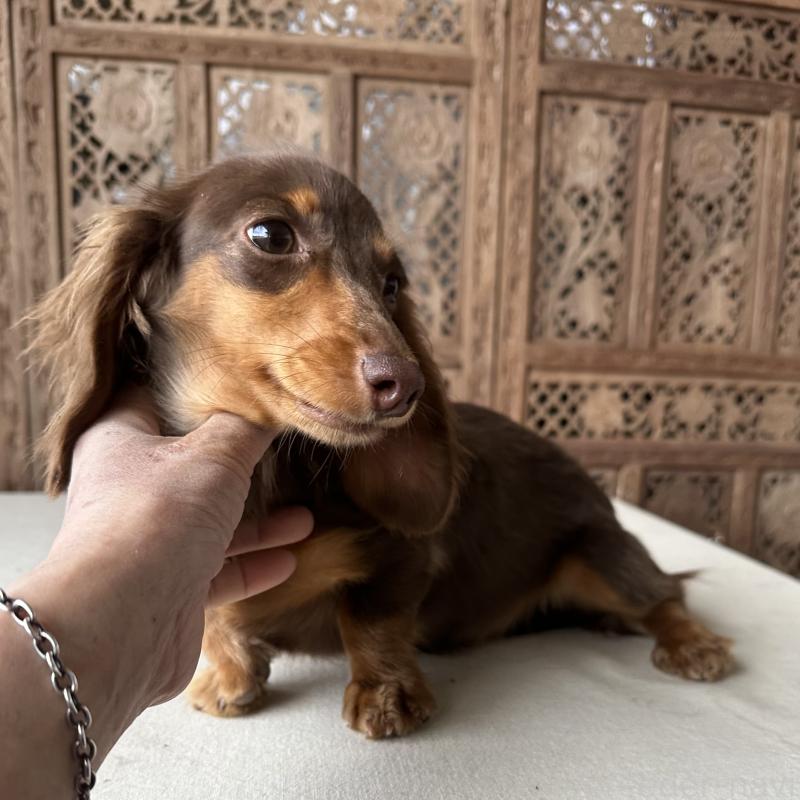 販売中の宮崎県のミニチュアダックスフンド(ロングヘアード)-402927の5枚目