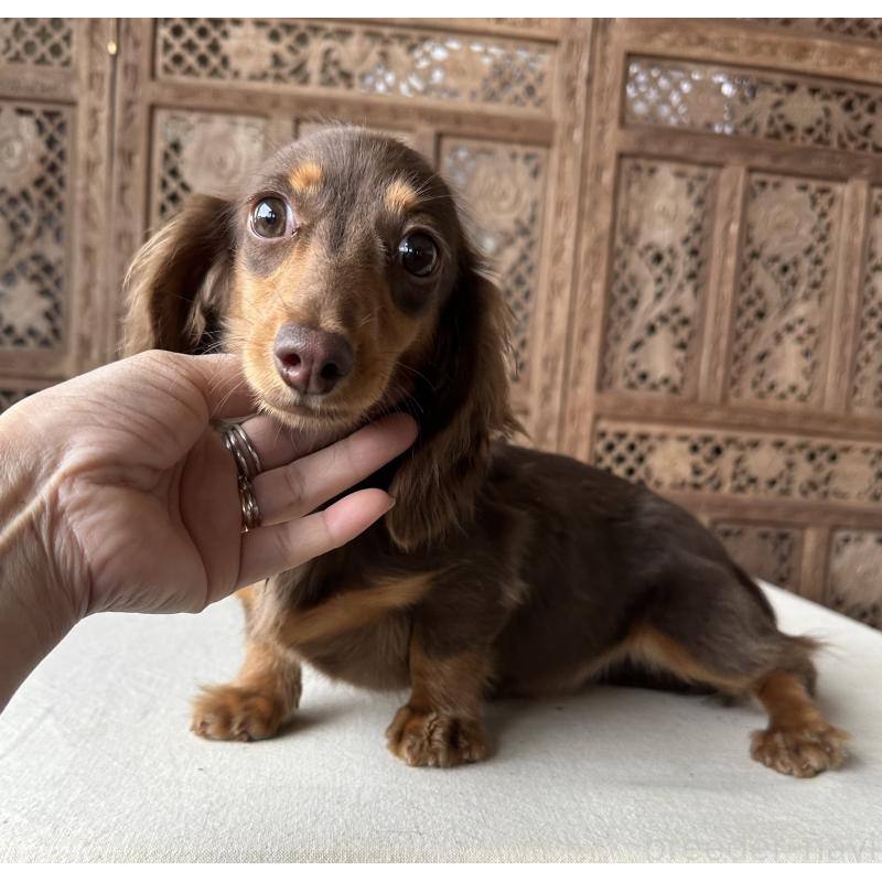 販売中の宮崎県のミニチュアダックスフンド(ロングヘアード)-402927の4枚目