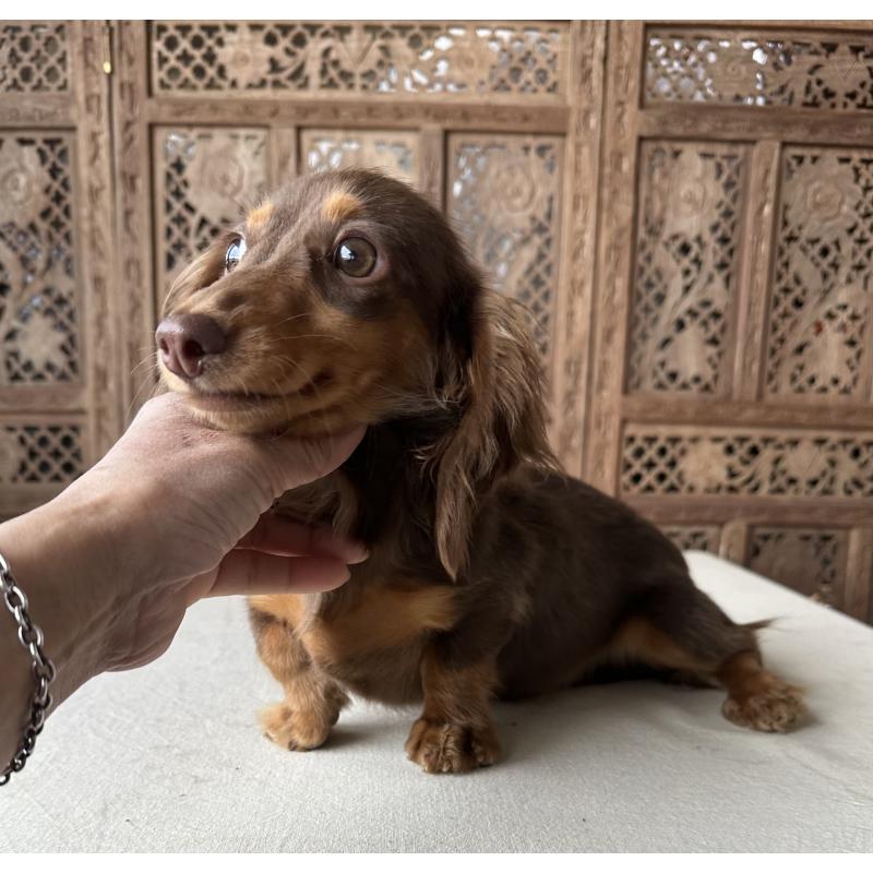 販売中の宮崎県のミニチュアダックスフンド(ロングヘアード)-402927の3枚目