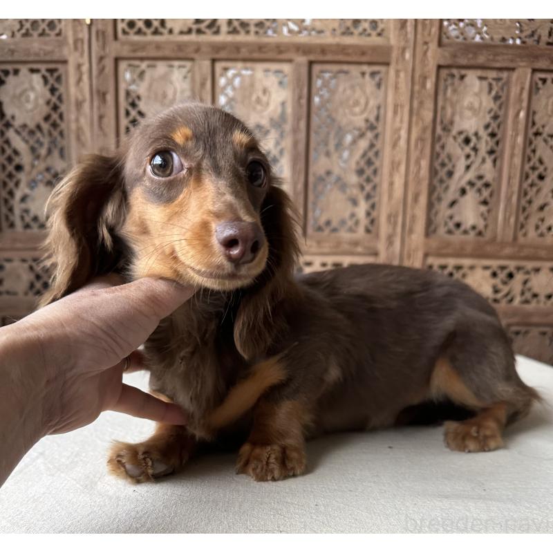 販売中の宮崎県のミニチュアダックスフンド(ロングヘアード)-402927の2枚目