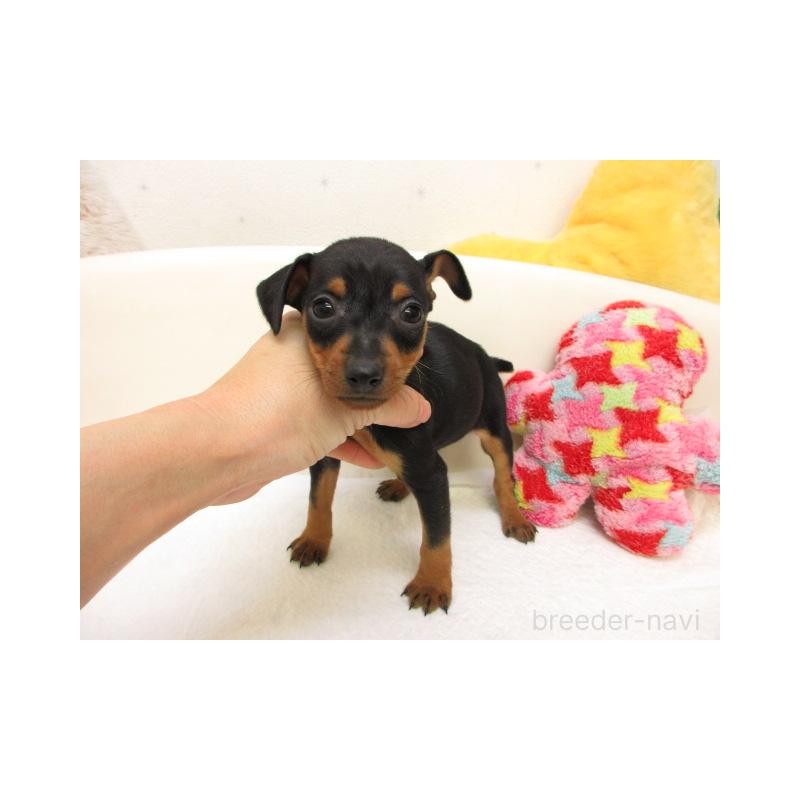 販売中の大阪府のミニチュアピンシャー(ミニピン)-441192の2枚目