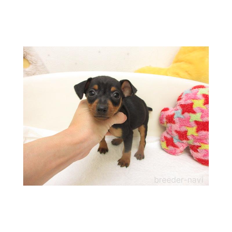 販売中の大阪府のミニチュアピンシャー(ミニピン)-441192