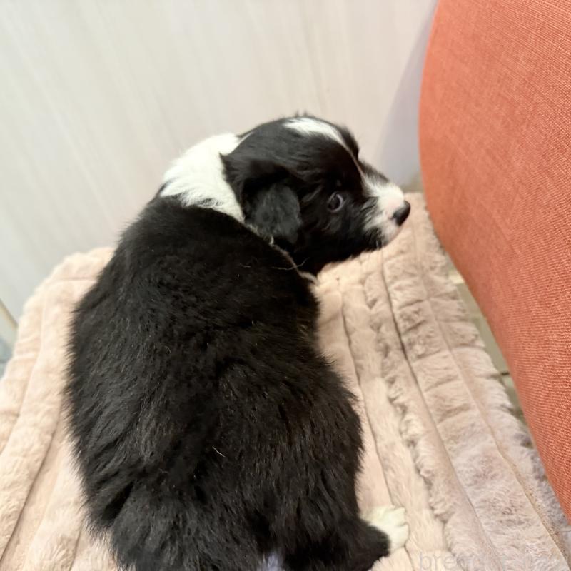 販売中の大分県のボーダーコリー-441195の4枚目