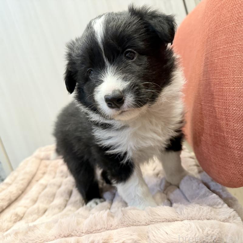 販売中の大分県のボーダーコリー-441195の3枚目