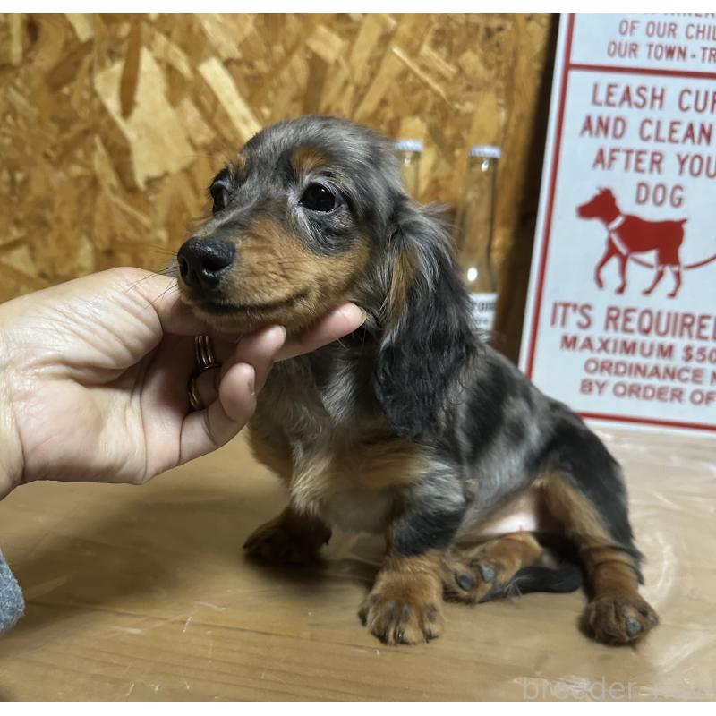 販売中の宮崎県のミニチュアダックスフンド(ロングヘアード)-416443の8枚目