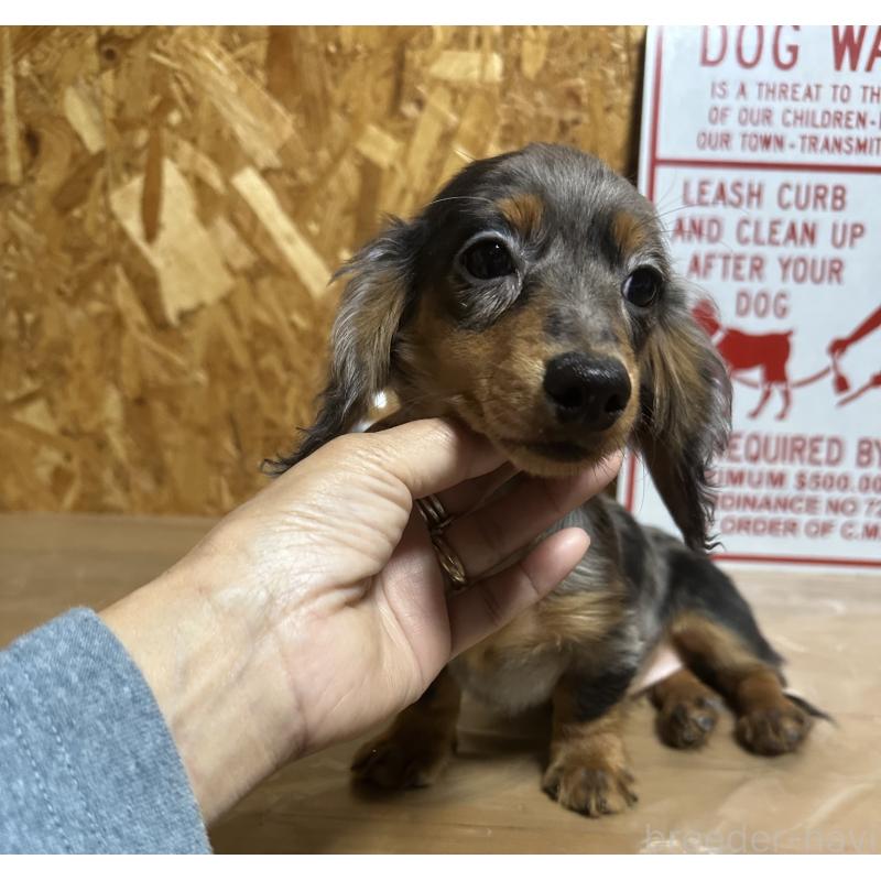 販売中の宮崎県のミニチュアダックスフンド(ロングヘアード)-416443の7枚目