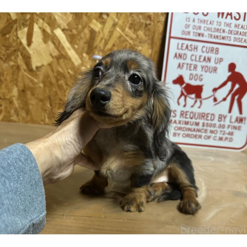 販売中の宮崎県のミニチュアダックスフンド(ロングヘアード)-416443の6枚目