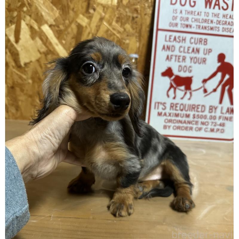 販売中の宮崎県のミニチュアダックスフンド(ロングヘアード)-416443の5枚目