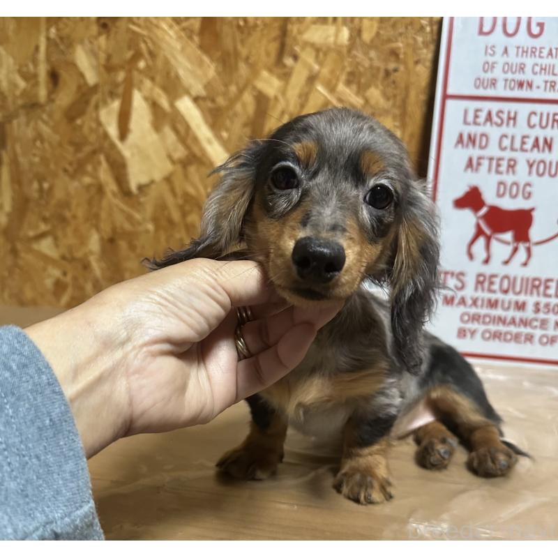 販売中の宮崎県のミニチュアダックスフンド(ロングヘアード)-416443の4枚目