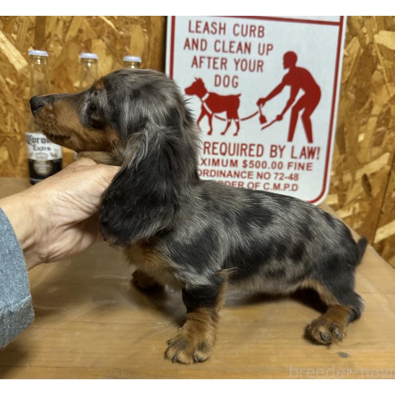 販売中の宮崎県のミニチュアダックスフンド(ロングヘアード)-416443の3枚目