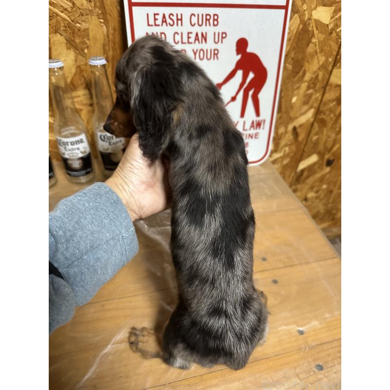 販売中の宮崎県のミニチュアダックスフンド(ロングヘアード)-416443の2枚目