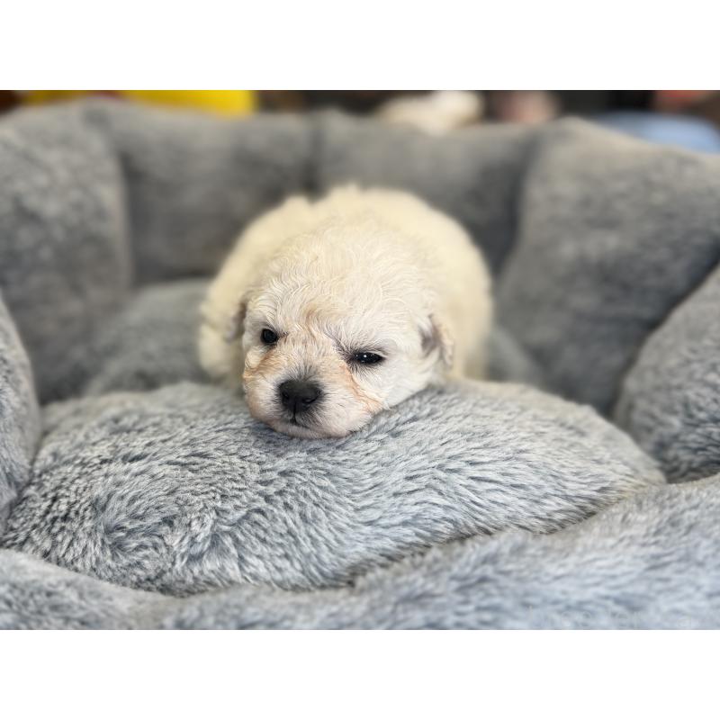 成約済の埼玉県のビションフリーゼ-440355の8枚目