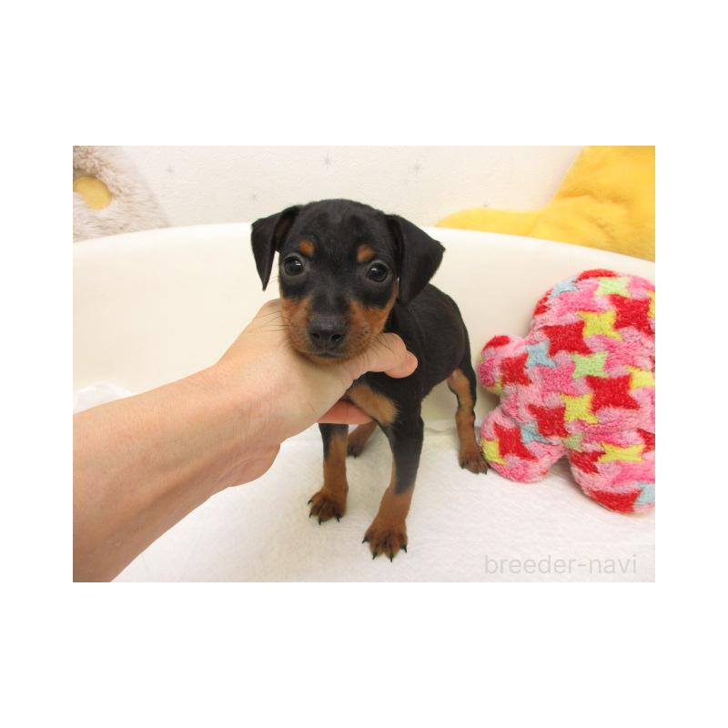 販売中の大阪府のミニチュアピンシャー(ミニピン)-441193