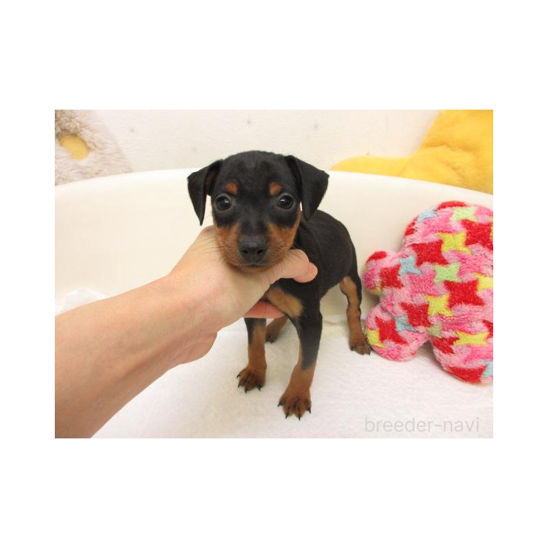 販売中の大阪府のミニチュアピンシャー(ミニピン)-441193の2枚目