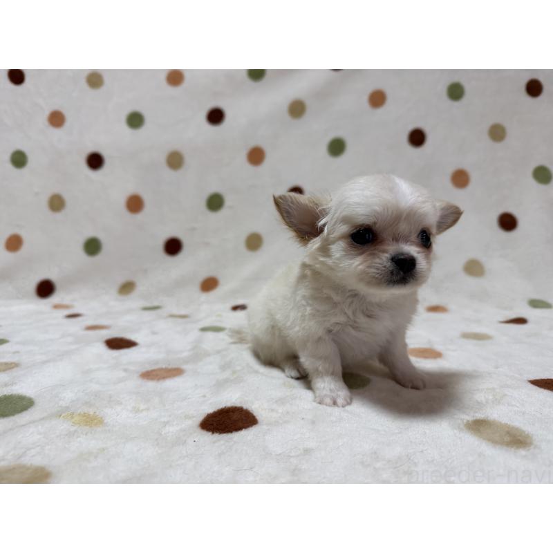 販売中の岐阜県のチワワ(ロングコート)-441196の6枚目