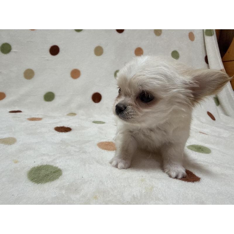 販売中の岐阜県のチワワ(ロングコート)-441196の5枚目