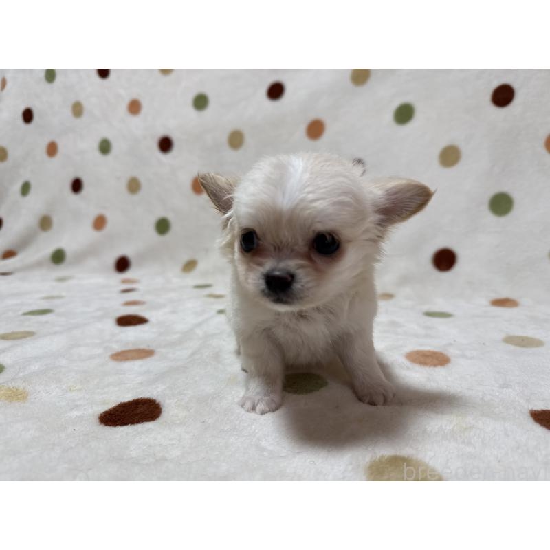 販売中の岐阜県のチワワ(ロングコート)-441196の4枚目