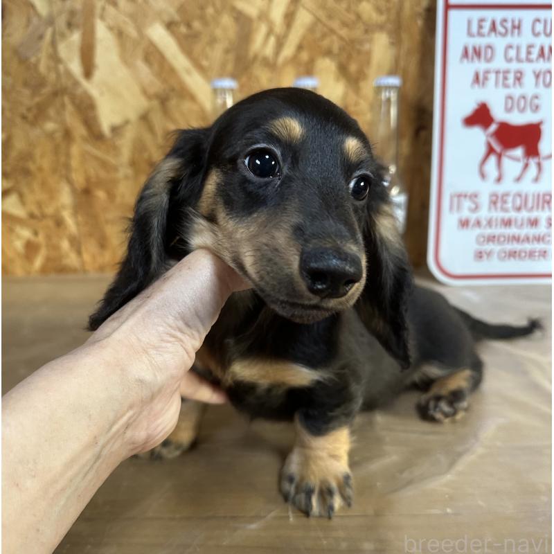 販売中の宮崎県のミニチュアダックスフンド(ロングヘアード)-432072の10枚目