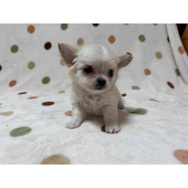 販売中の岐阜県のチワワ(ロングコート)-441196の3枚目